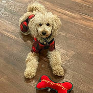 Coco joined the competition — help win amazing prizes! dog, curly_hair, plaid_outfit, wooden_floor, toy, bone_shaped_toy, red_toy, pet, animal, indoor, looking_at_camera, cute, holiday, festive, collar, small_dog, flooring, playful, fur, domestic_animal