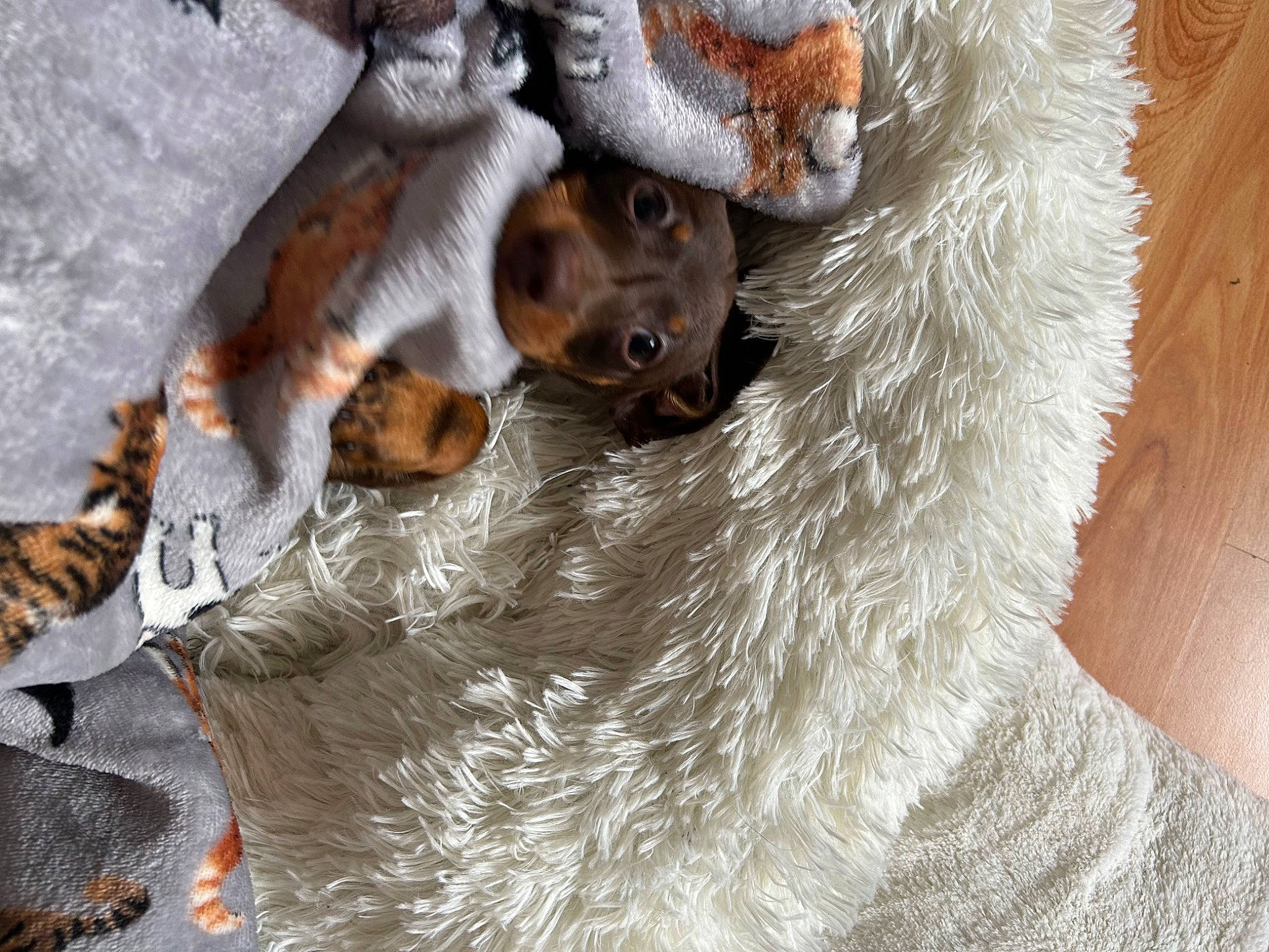 Maverick joined the competition — help win amazing prizes! beard, canidae, carnivore, claw, domestic_short_haired_cat, eyelash, fawn, felidae, fur, paw, small_to_medium_sized_cats, snout, tail, terrestrial_animal, tree, whiskers, wildlife