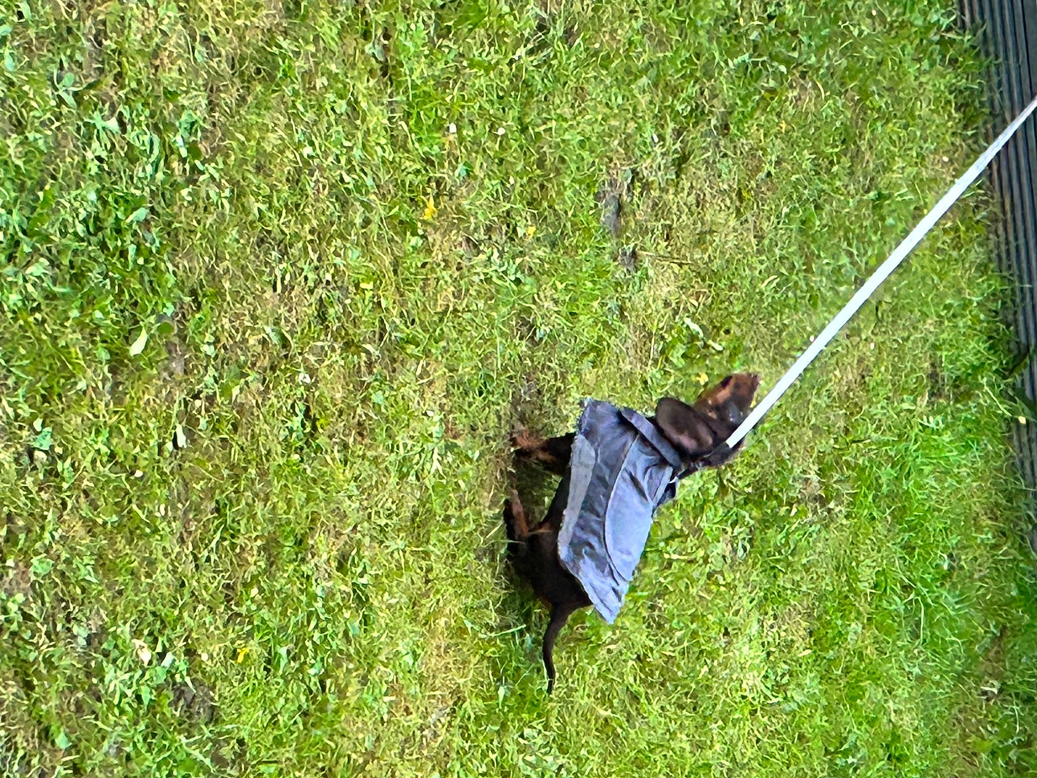 Maverick is registered to the contest to win money with this photo: adventure, golf, golf_equipment, grass, grass_family, grassland, groundcover, landscape, lawn, pasture, people_in_nature, plant, recreation, shrub, sports_equipment, toy, tree, yard