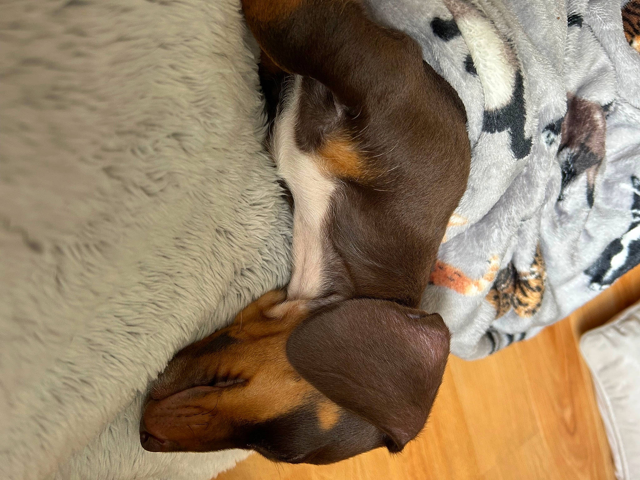 Maverick joined the competition — help win amazing prizes! carnivore, comfort, companion_dog, dog, dog_breed, fawn, felidae, flooring, foot, fur, grey, hardwood, human_leg, linens, pattern, paw, small_to_medium_sized_cats, tail, whiskers, wood