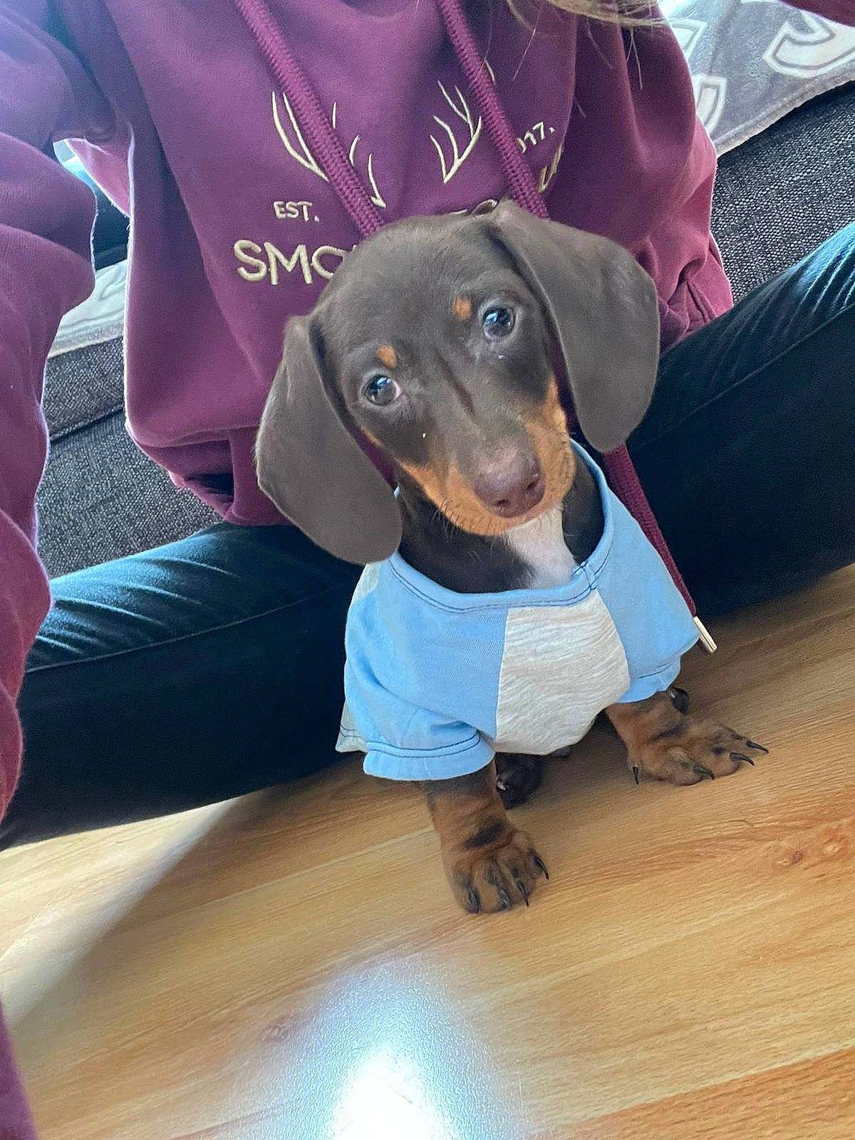 Maverick joined the competition — help win amazing prizes! carnivore, collar, companion_dog, dog, dog_breed, dog_supply, electric_blue, fashion_accessory, fawn, flooring, guard_dog, hardwood, pet_supply, sleeve, sporting_group, sportswear, wood, wood_flooring, working_animal, working_dog