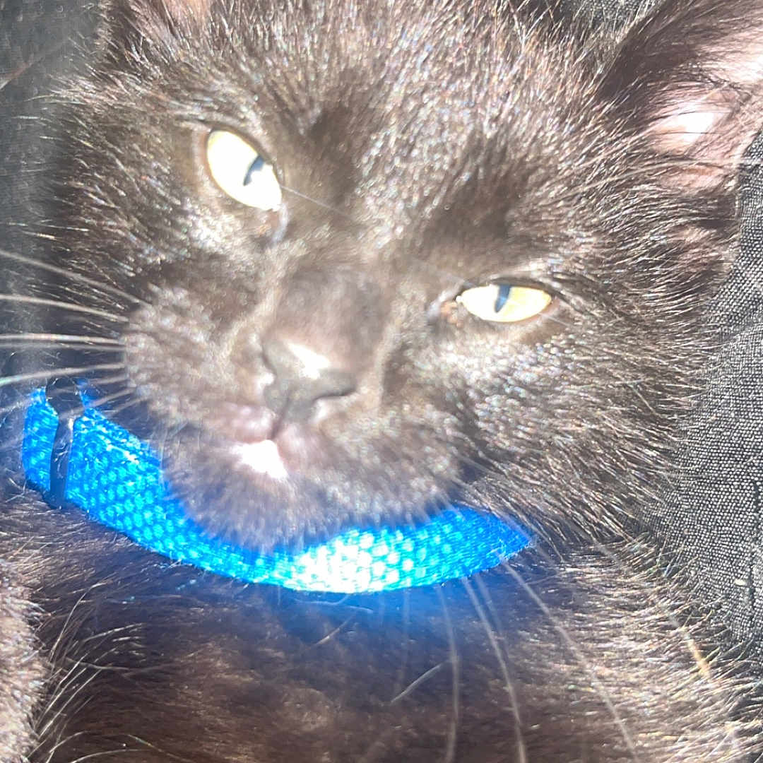 Nova is registered to the contest to win money with this photo: animal, black_cat, blue_collar, cat, close_up, collar, cute, domestic, ears, face, feline, flash, fur, glare, indoor, pet, relaxed, sleepy, whiskers, yellow_eyes