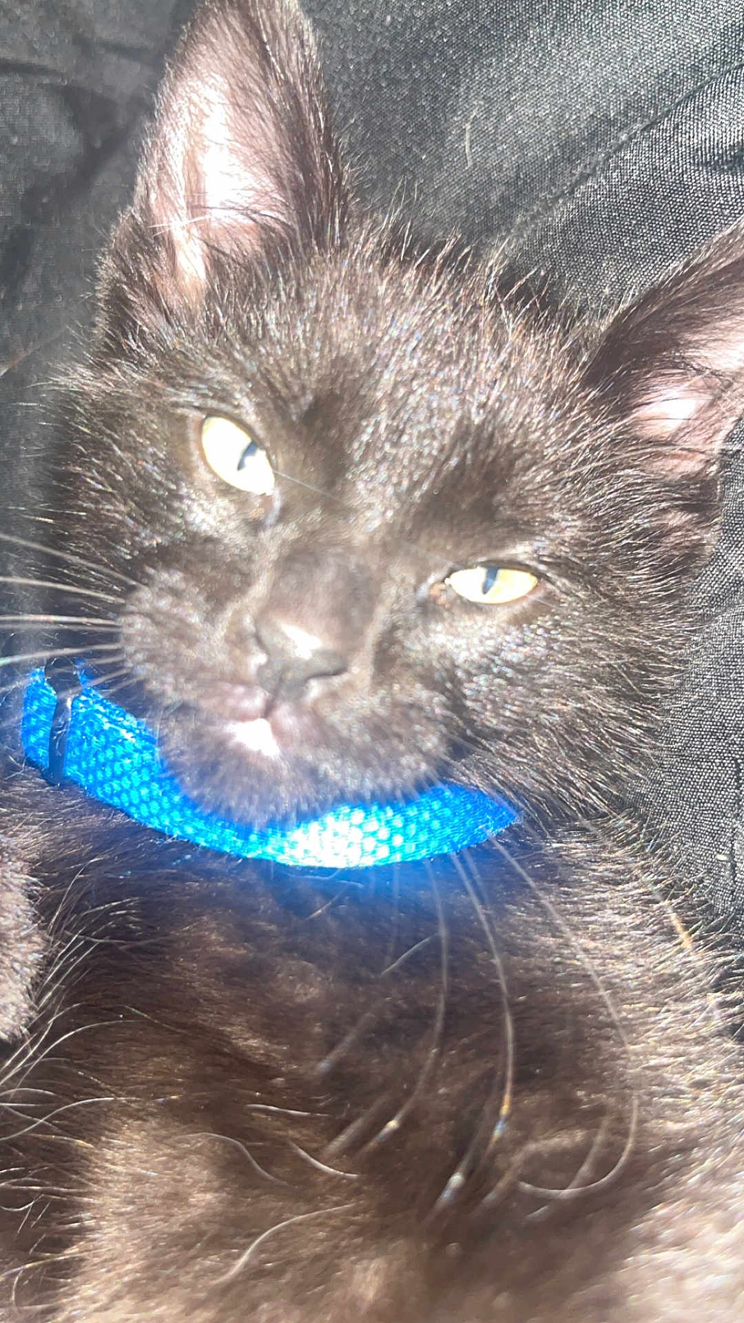 Nova is registered to the contest to win money with this photo: cat, black_cat, pet, close_up, collar, blue_collar, fur, whiskers, sleepy, relaxed, animal, face, ears, yellow_eyes, indoor, flash, glare, feline, cute, domestic