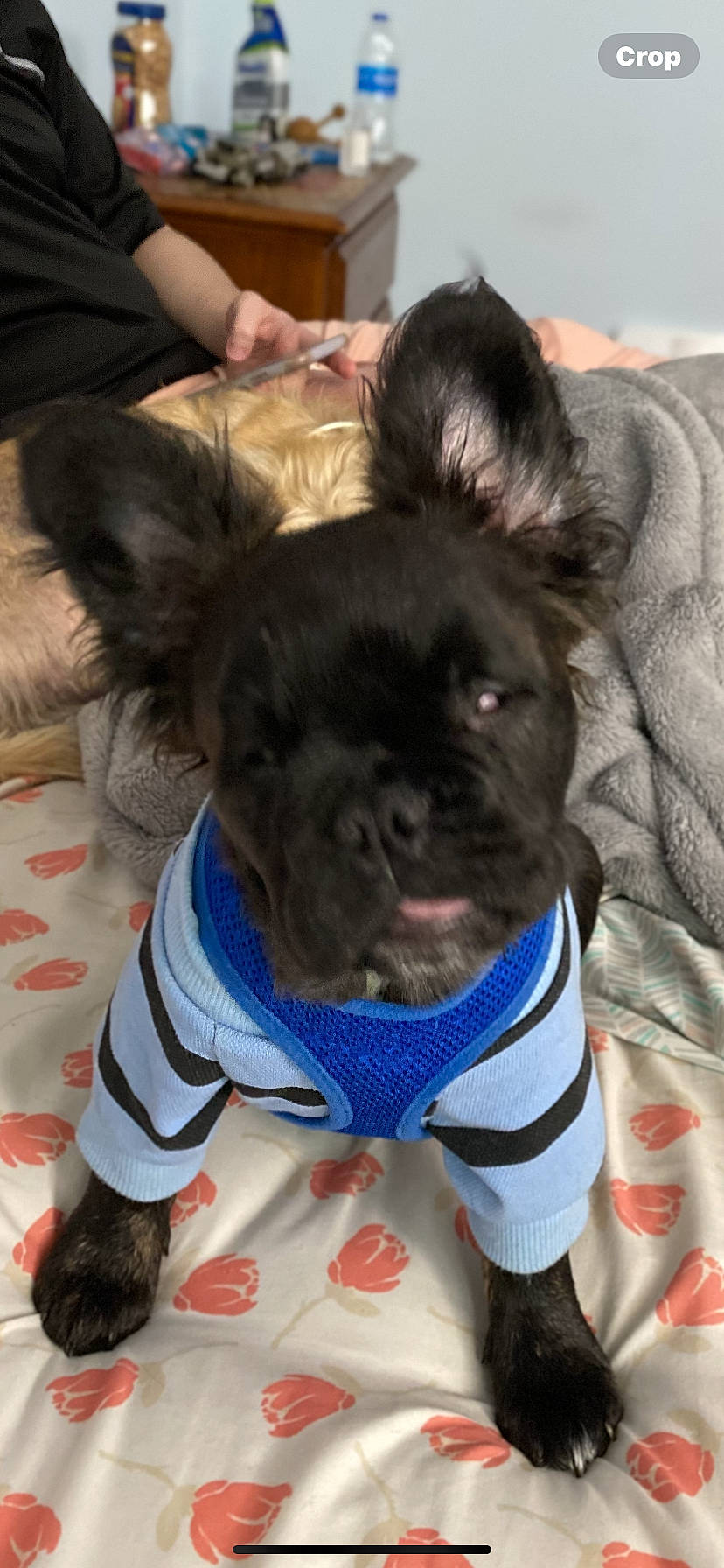 Elton John joined the competition — help win amazing prizes! canidae, carnivore, collar, companion_dog, dog, dog_breed, dog_clothes, dog_collar, dog_supply, electric_blue, fawn, fur, paw, pet_supply, snout, sporting_group, tail, terrestrial_animal, toy_dog, working_animal