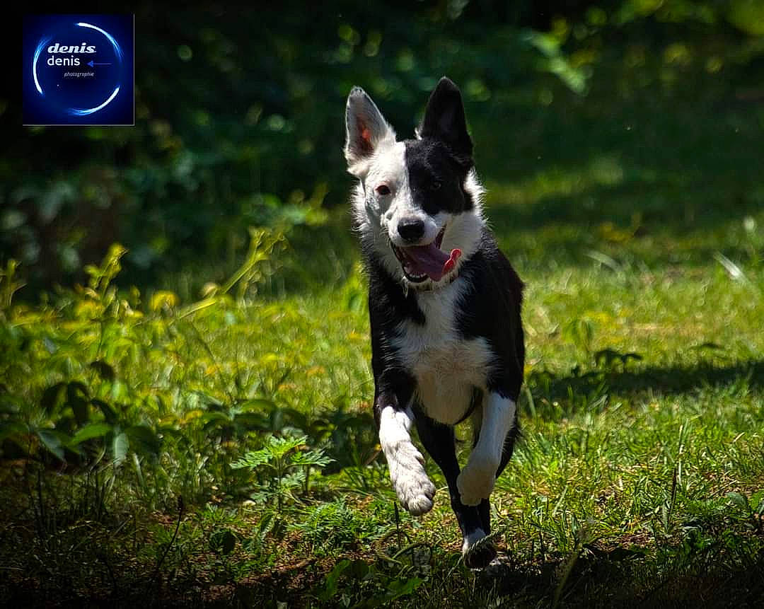 Siska a rejoint le concours — aidez-le/la à gagner de superbes lots ! art, canidae, carnivore, companion_dog, dog, dog_breed, grass, herding_dog, hunting_dog, non_sporting_group, plant, puppy, snout, sporting_group, tail, terrier, walking, whiskers, working_dog