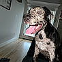 Sully joined the competition — help win amazing prizes! dog, indoor, tongue_out, happy, couch, spotted, pet, animal, wood_floor, door, light, home_interior, muzzle, ears, fur, paw, window_blinds, sitting, close_up, domestic