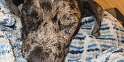 Sully is registered to the contest to win money with this photo: puppy, dog, sleeping, close_up, blanket, cozy, fur, indoor, resting, patterned_blanket, cute, young_dog, animal, pet, snuggling, relaxing, soft_texture, domestic_animal, sleep, comfort
