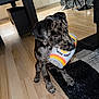Sully joined the competition — help win amazing prizes! puppy, dog, toy, indoor, floor, wooden_floor, black_rug, kitchen, cabinet, playful, pet, animal, can_toy, curious, young_dog, spotted_dog, ears, mouth, standing, domestic