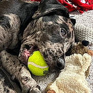 Sully joined the competition — help win amazing prizes! dog, tennis_ball, toy, blanket, paw, mouth, fur, indoor, pet, relaxed, closeup, comfort, playful, animal, resting, soft, texture, brown, black, white