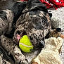 dog, tennis_ball, toy, blanket, paw, mouth, fur, indoor, pet, relaxed, closeup, comfort, playful, animal, resting, soft, texture, brown, black, white