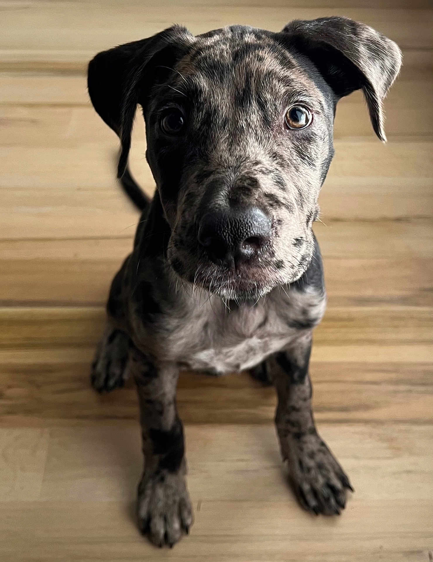 Sully is registered to the contest to win money with this photo: puppy, dog, merle_coat, pet, animal, looking_up, floor, wooden_floor, close_up, young_dog, sitting, curious, cute, indoor, domestic_animal, fur, ears, nose, whiskers, eyes