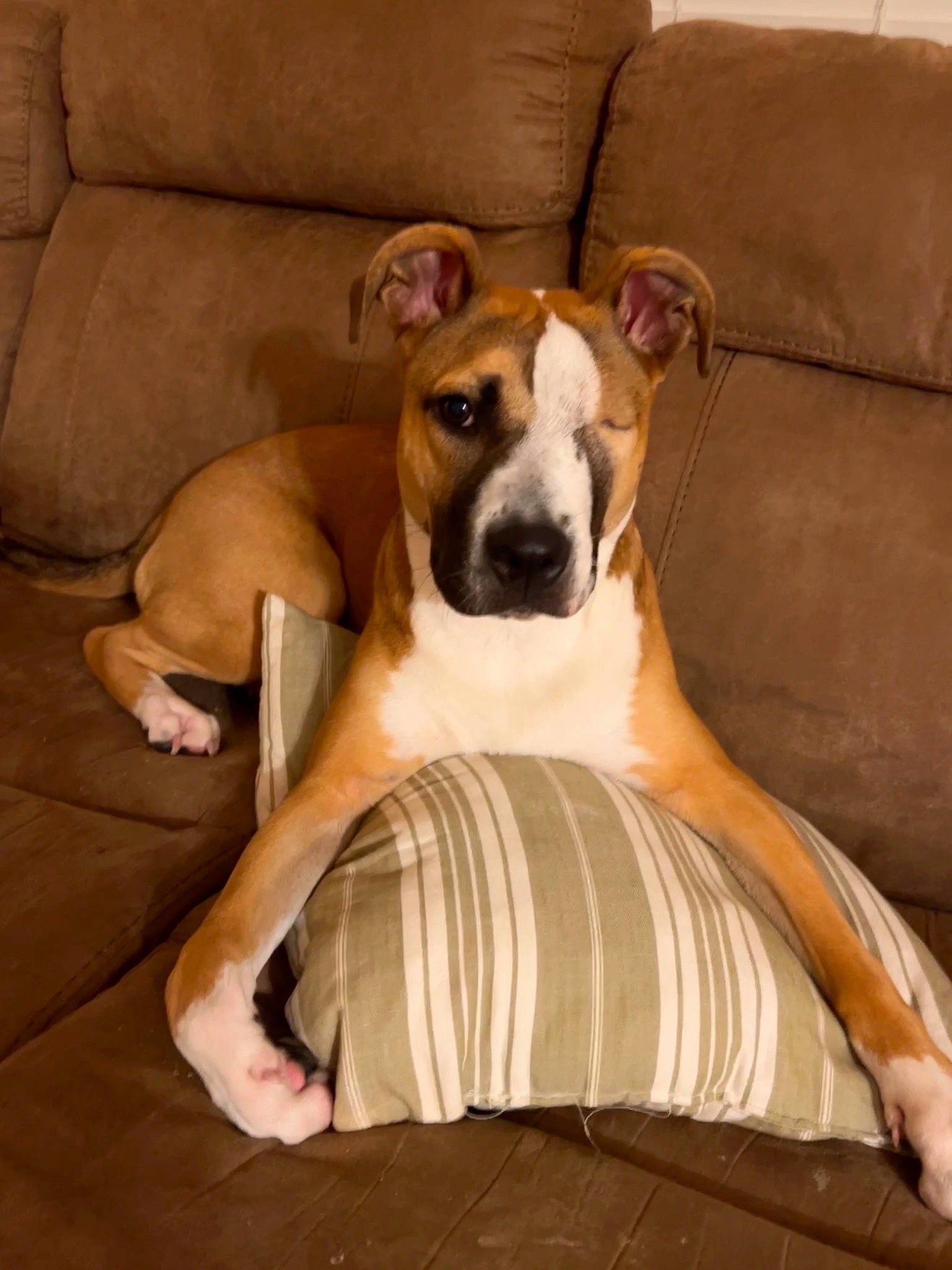 Ziti joined the competition — help win amazing prizes! bored, canidae, carnivore, comfort, companion_dog, couch, dog, dog_breed, dog_supply, fawn, flooring, furniture, hardwood, linens, pet_supply, snout, sporting_group, terrestrial_animal, wood, working_animal