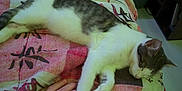 Eros a rejoint le concours — aidez-le/la à gagner de superbes lots ! cat, sleeping, bed, hand, tattoo, bracelet, indoor, comfort, rest, feline, paw, patterned_bedspread, furniture, floor, relaxation, animal, pet, human_hand, cozy, quiet