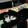 cat, bed, blanket, black_jacket, plush_toy, bedspread, window, bookshelf, cat_tree, indoor, furniture, gray_cat, white_cat, resting, soft_toy, home, cozy, colorful, animal, pet