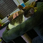 Eros participe au concours pour gagner de l'argent avec cette photo : cat, sleeping, cat_tree, plush_toy, indoor, window, closed_blinds, soft_lighting, cozy, pet, feline, resting, fur, whiskers, ears, home, relaxation, animal, cute, domestic