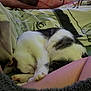 cat, sleeping, bed, blanket, human_leg, paw, fur, cozy, indoor, resting, cute, animal, pet, patterned_sheet, comfort, relaxation, white_fur, black_fur, pink_paw, soft_texture