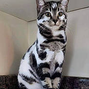 Loki a rejoint le concours — aidez-le/la à gagner de superbes lots ! cat, animal, pet, feline, black_and_white, striped, sitting, indoor, curious, alert, whiskers, ears, fur, portrait, closeup, young_cat, domestic_cat, cute, companion, mammal