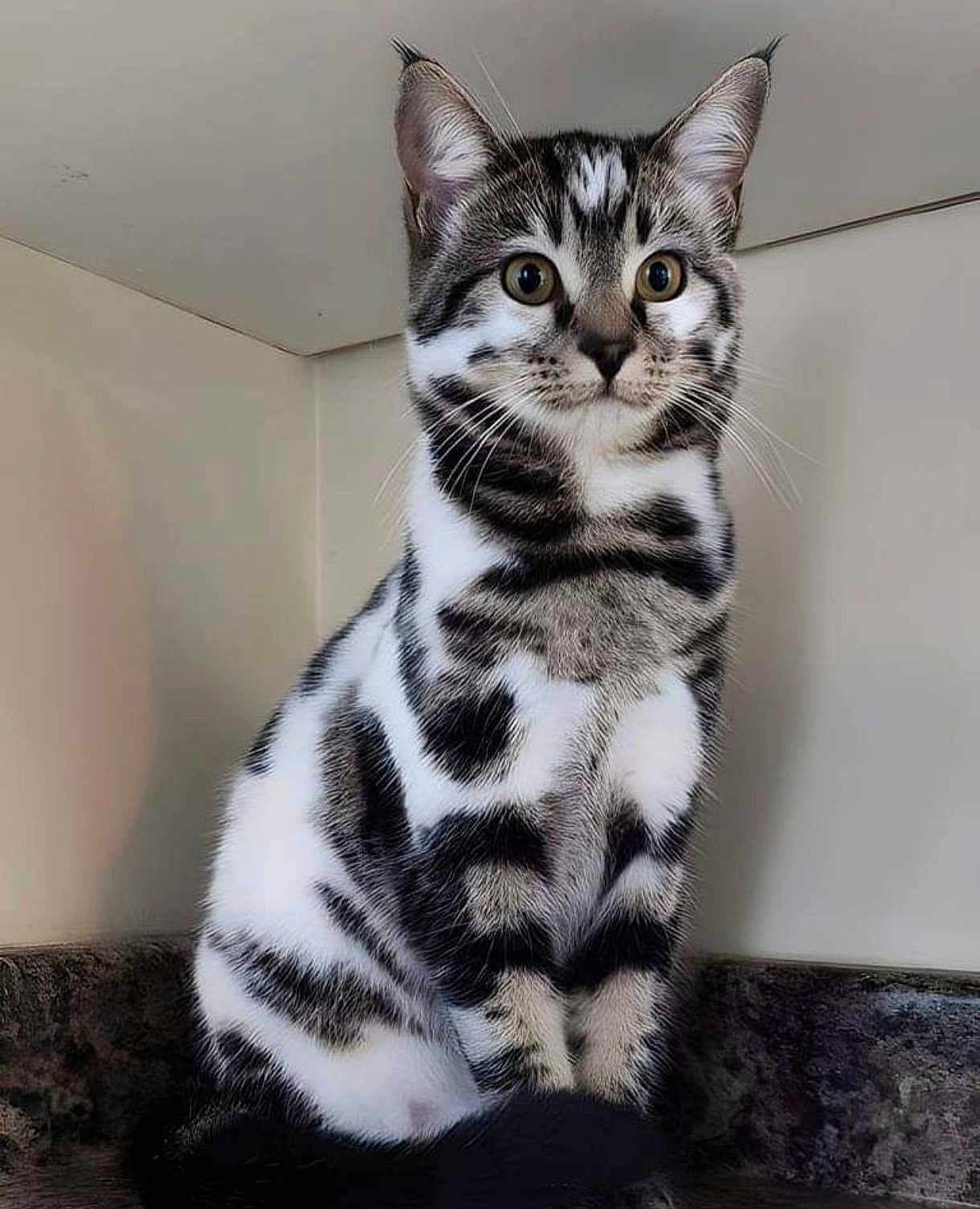 Loki