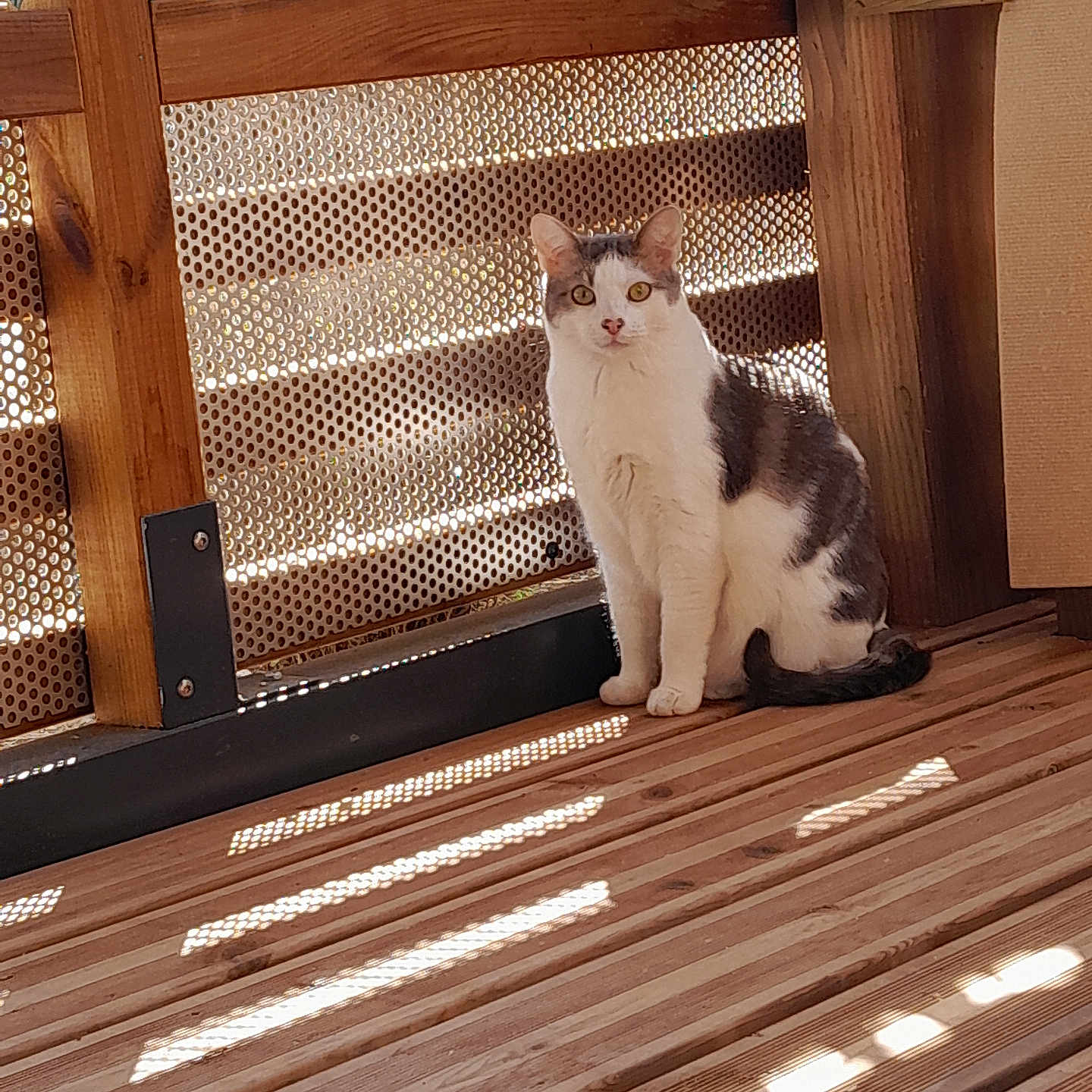 Plume participe au concours pour gagner de l'argent avec cette photo : animal, architecture, balcony, building, cat, deck, furniture, hardwood, house, housing, indoors, kitten, lumber, manx, pet, plywood, porch, stainedwood, window, wood