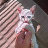 Catalina is registered to the contest to win money with this photo: kitten, cat, white_fur, heterochromia, blue_eye, brown_eye, paw, human_hand, biting, playful, indoor, sunlight, shadow, striped_light, fabric, texture, close_up, cute, pet, animal