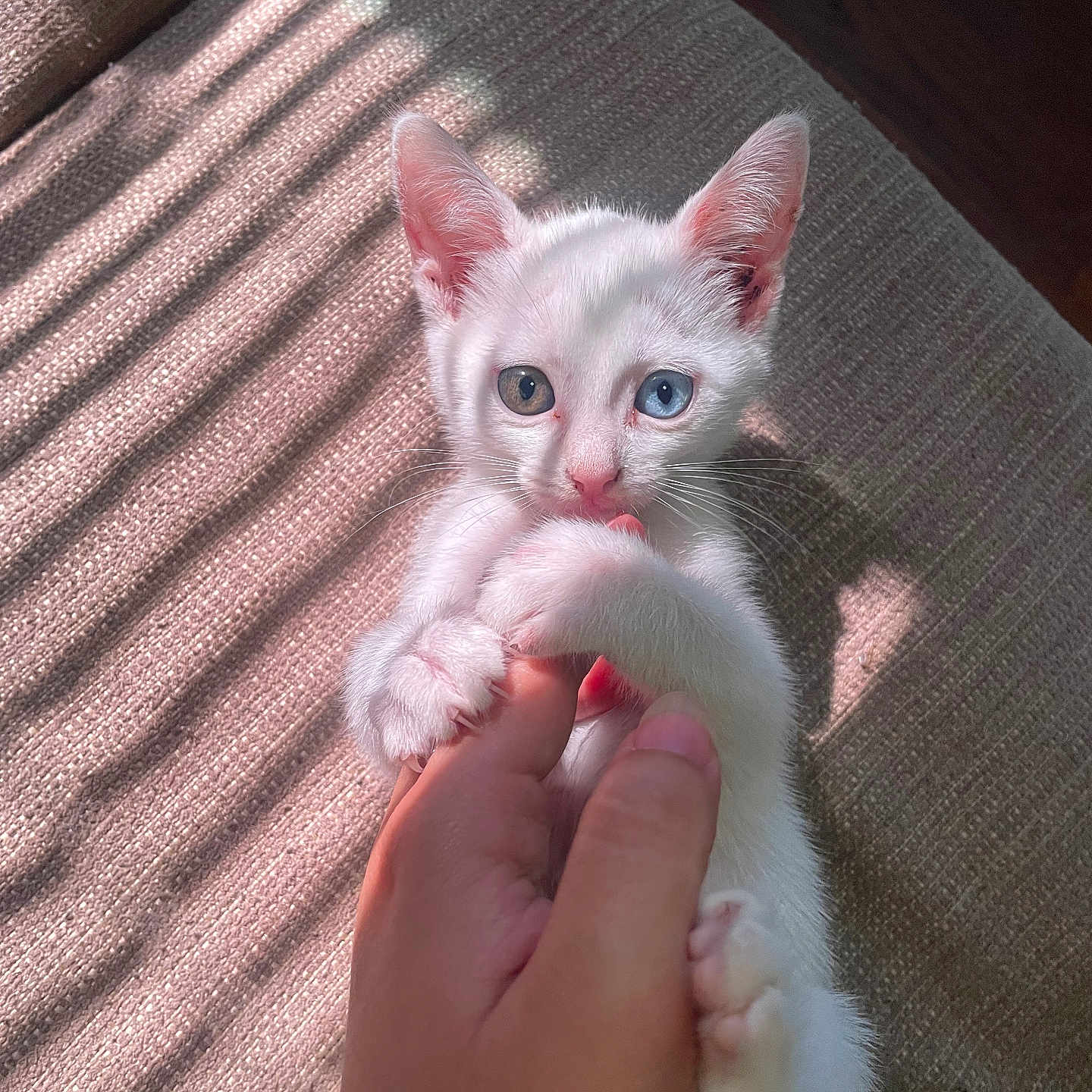 Catalina is registered to the contest to win money with this photo: kitten, cat, white_fur, heterochromia, blue_eye, brown_eye, paw, human_hand, biting, playful, indoor, sunlight, shadow, striped_light, fabric, texture, close_up, cute, pet, animal