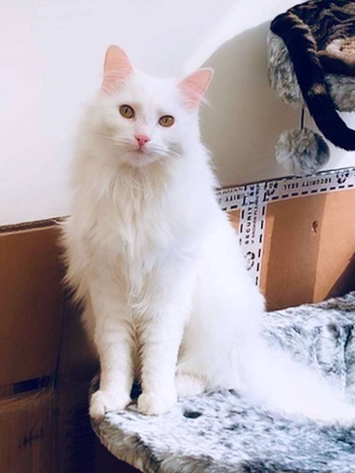 Precious is registered to the contest to win money with this photo: aegean_cat, asian_semi_longhair, british_semi_longhair, burmilla, carnivore, cat, domestic_long_haired_cat, felidae, fur, kitten, maine_coon, mammal, norwegian_forest_cat, persian, ragdoll, small_to_medium_sized_cats, turkish_angora, turkish_van, vertebrate, whiskers