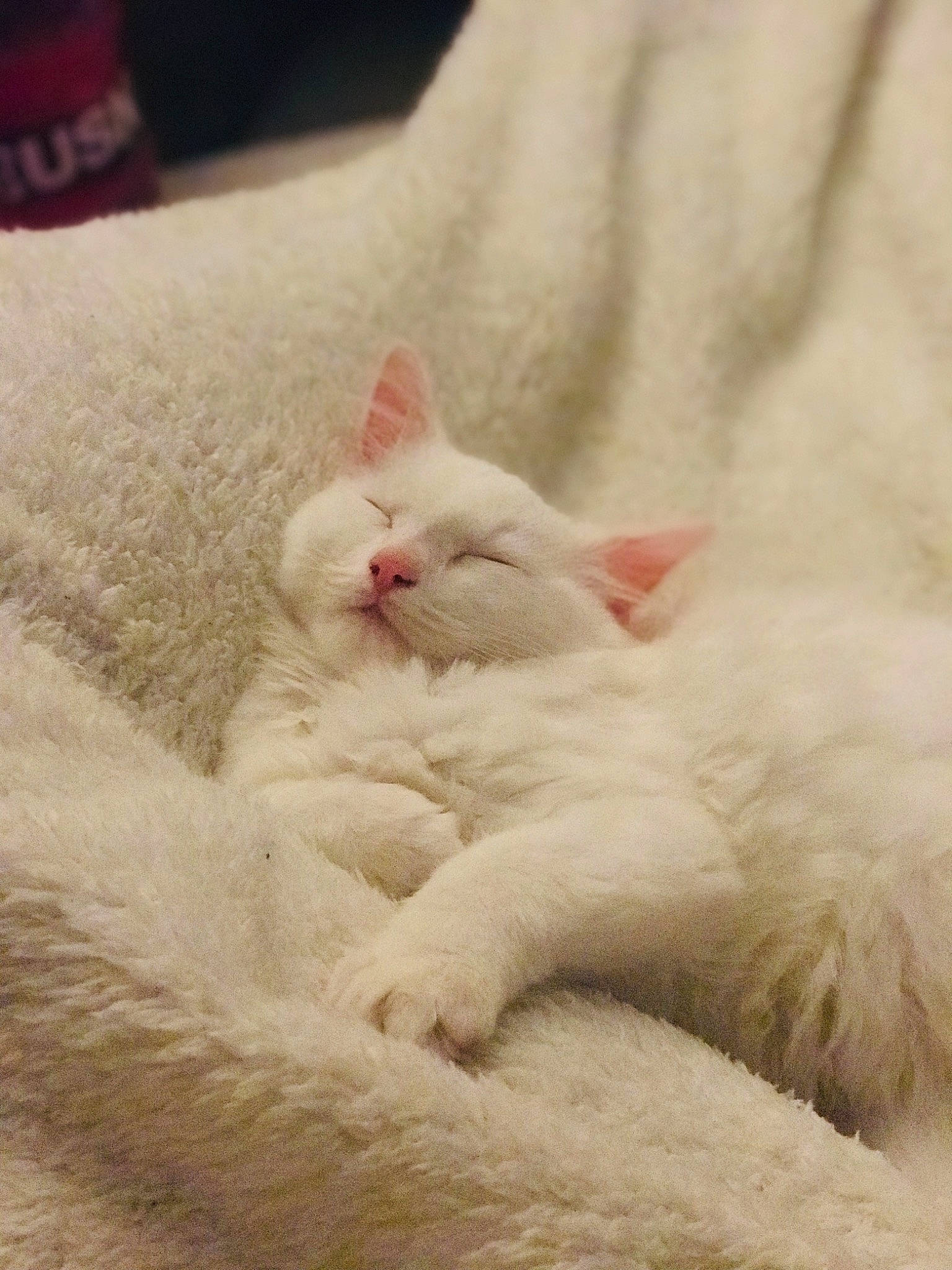 Precious joined the competition — help win amazing prizes! burmilla, carnivore, cat, claw, colorpoint_shorthair, fawn, felidae, fur, khao_manee, kitten, mammal, nap, nose, paw, persian, ragdoll, small_to_medium_sized_cats, turkish_angora, turkish_van, whiskers