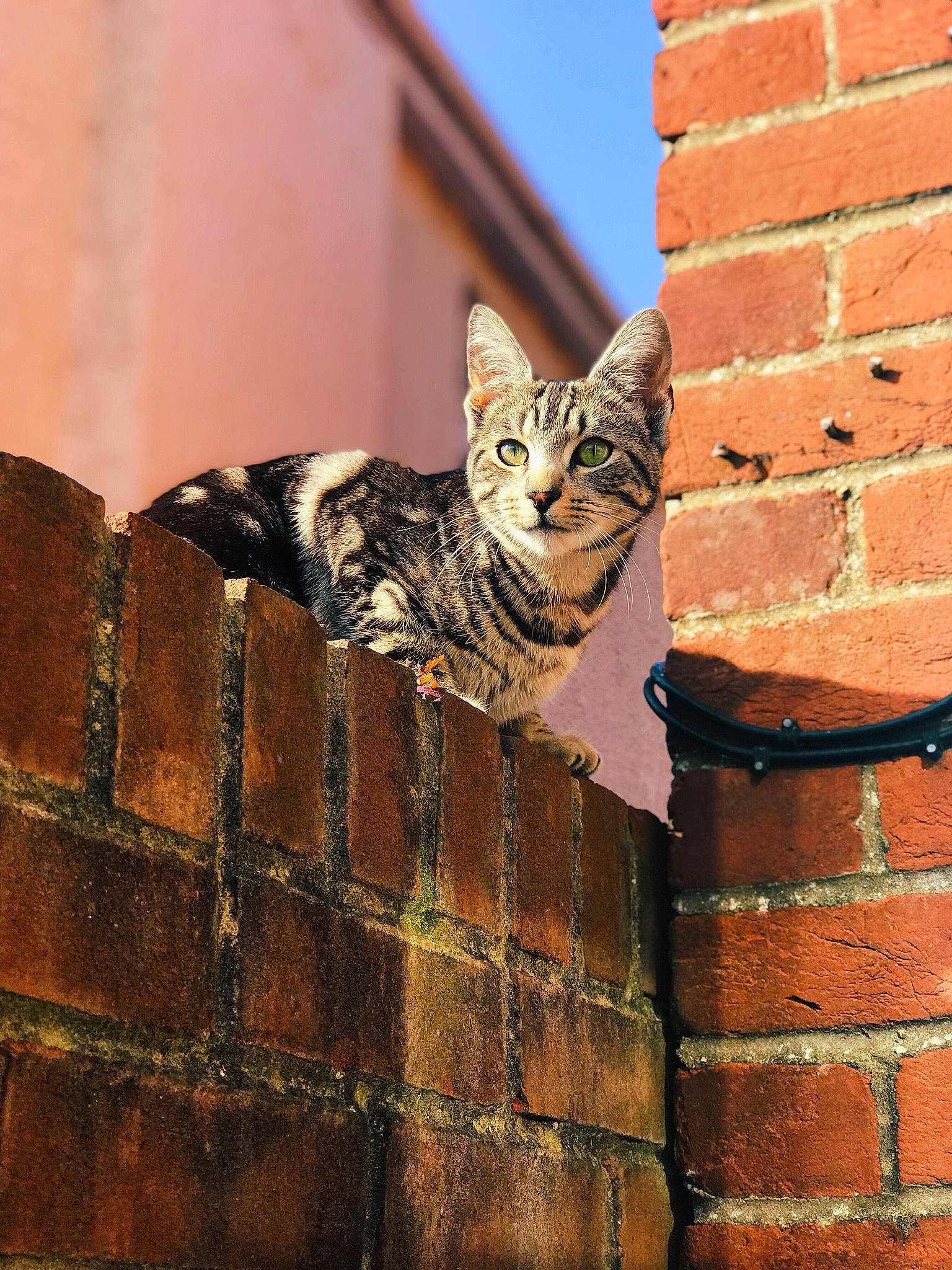 Frodo is registered to the contest to win money with this photo: aegean_cat, asian, bengal, brick, brickwork, carnivore, cat, domestic_short_haired_cat, dragon_li, european_shorthair, fawn, felidae, kitten, roof, small_to_medium_sized_cats, tabby_cat, wall, whiskers, window