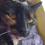 Pumpkin joined the competition — help win amazing prizes! cat, tortoiseshell, close_up, pet, animal, feline, fur, whiskers, ear, eye, blanket, purple, indoor, resting, soft_light, window, cozy, texture, domestic, cute