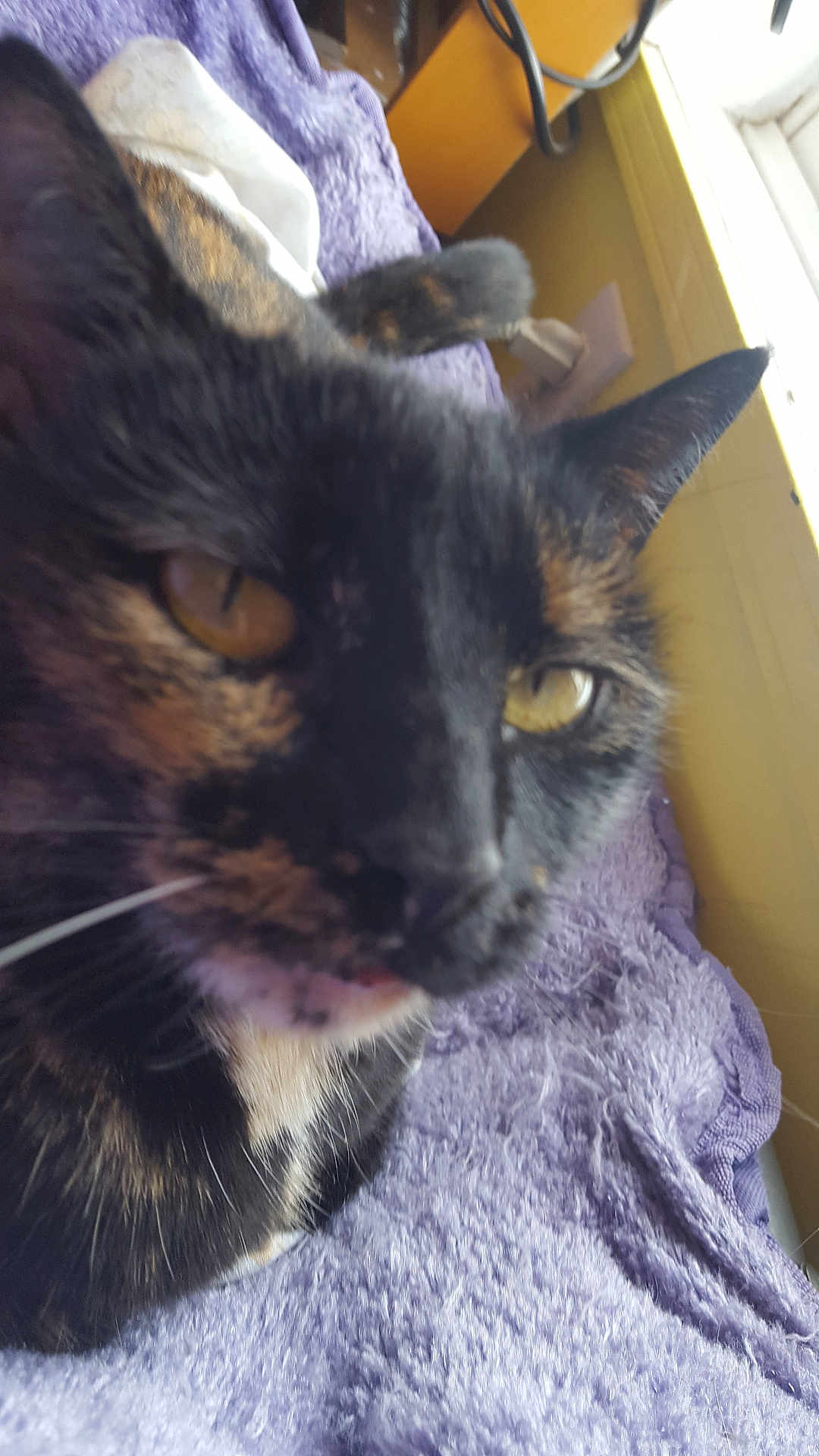 Pumpkin joined the competition — help win amazing prizes! cat, tortoiseshell, close_up, pet, animal, feline, fur, whiskers, ear, eye, blanket, purple, indoor, resting, soft_light, window, cozy, texture, domestic, cute