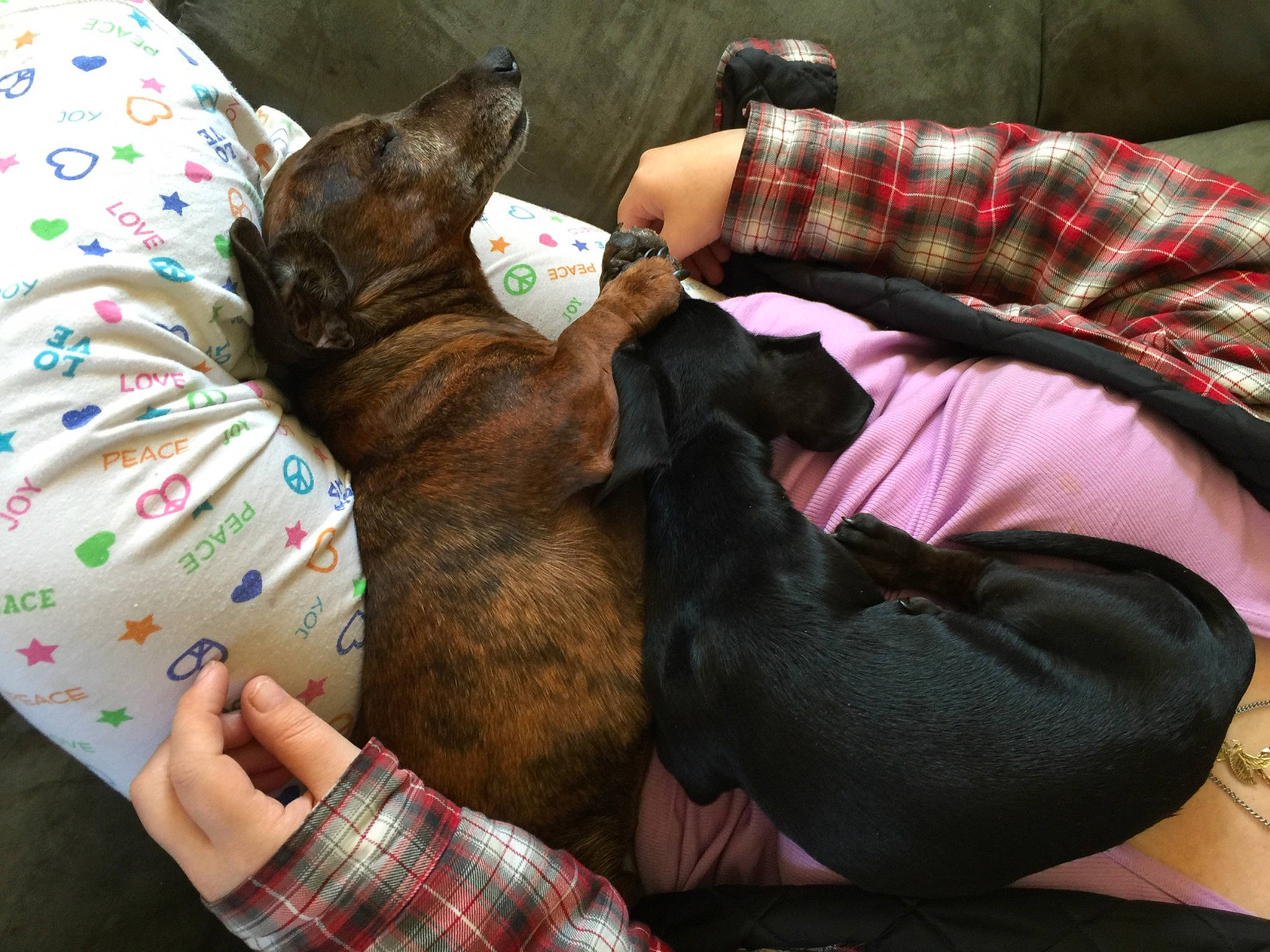 Maryjane is registered to the contest to win money with this photo: carnivore, comfort, companion_dog, dog, dog_breed, ear, fawn, felidae, finger, fur, gesture, hand, human_leg, lap, linens, pattern, plaid, tartan, textile, working_animal