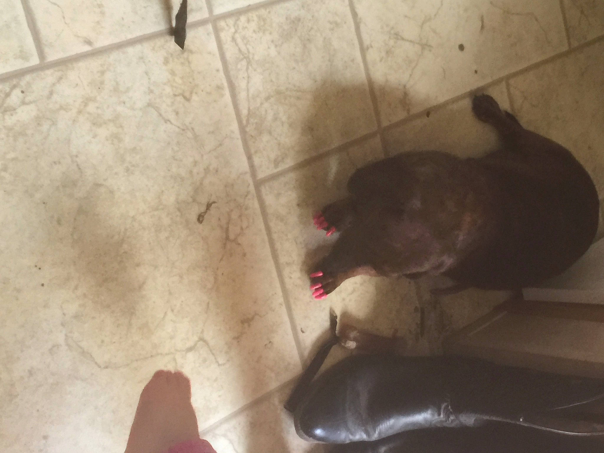 Maryjane is registered to the contest to win money with this photo: carnivore, ceiling, comfort, concrete, dog, dog_breed, felidae, floor, flooring, foot, fur, hardwood, human_leg, shadow, small_to_medium_sized_cats, sporting_group, tail, tints_and_shades, whiskers, wood