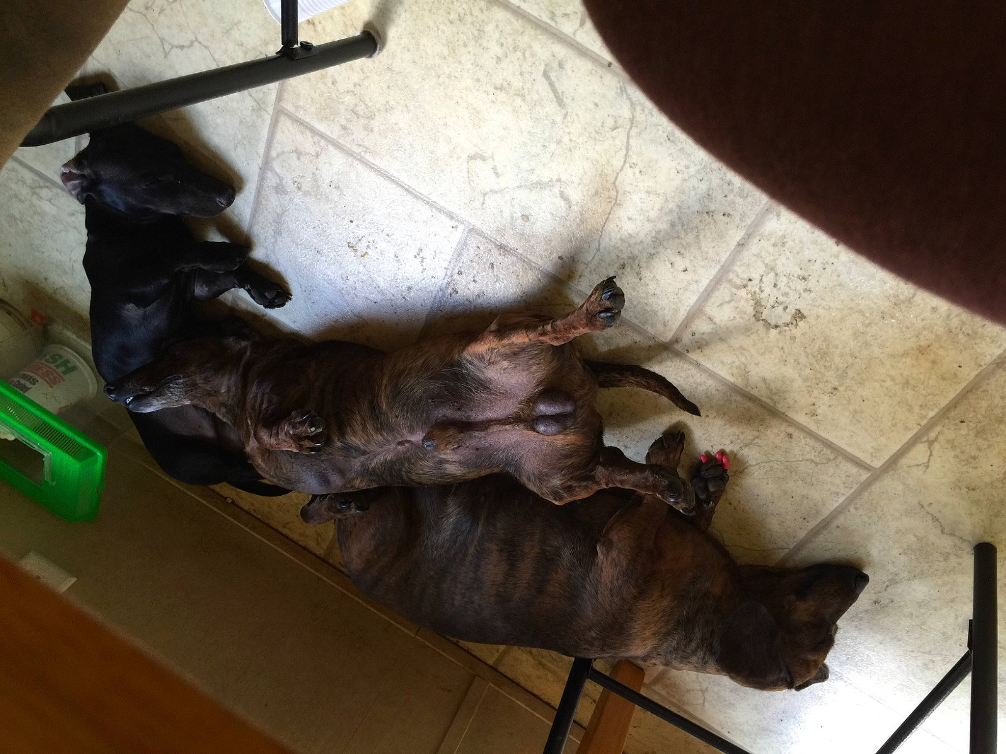 Maryjane joined the competition — help win amazing prizes! brown, canidae, carnivore, companion_dog, dog, dog_breed, fawn, felidae, floor, flooring, fur, hardwood, human_leg, liver, metal, small_to_medium_sized_cats, sporting_group, tail, wood, working_animal