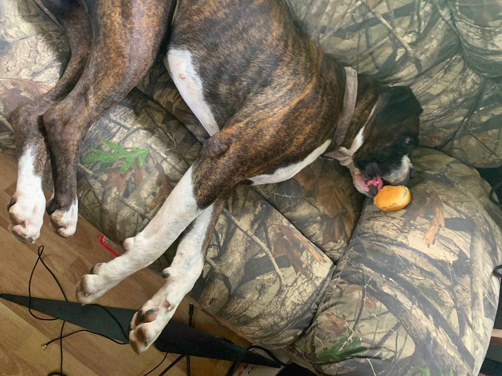 Jake is registered to the contest to win money with this photo: canidae, carnivore, collar, comfort, companion_dog, dog, dog_breed, fawn, fur, grey, guard_dog, liver, rampur_greyhound, snout, sporting_group, tail, terrestrial_animal, treeing_tennessee_brindle, working_animal, wrinkle