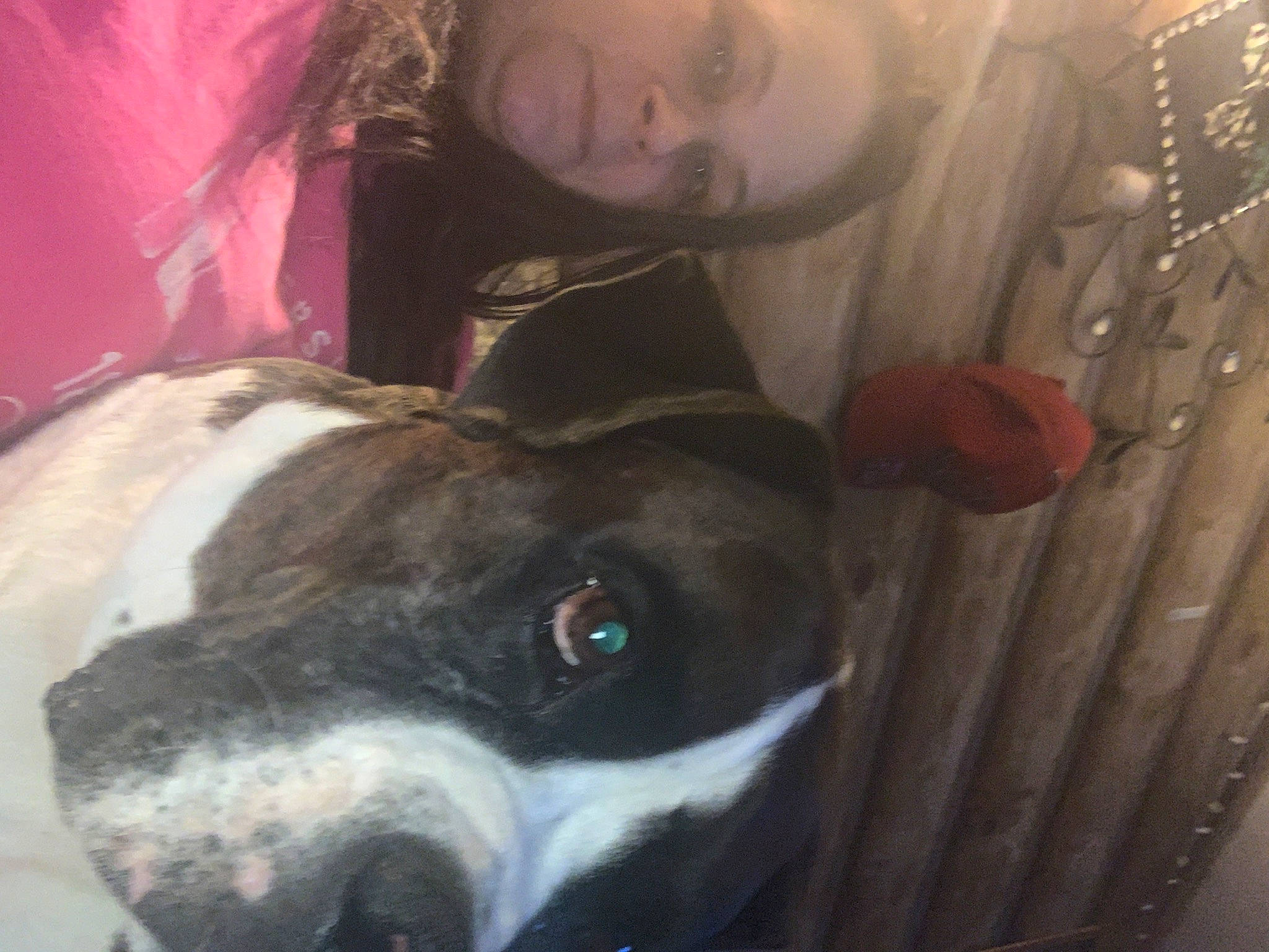 Jake is registered to the contest to win money with this photo: carnivore, collar, comfort, companion_dog, dog, dog_breed, ear, eye, fawn, happy, head, jaw, liver, nose, organ, snout, terrestrial_animal, whiskers, white, working_animal