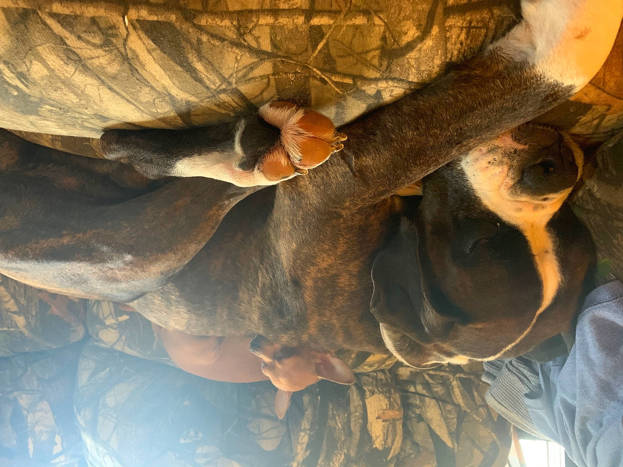 Jake is registered to the contest to win money with this photo: branch, ceiling, close_up, foot, human_leg, metal, organism, plant, reptile, rock, shadow, stock_photography, terrestrial_animal, tints_and_shades, tree, trunk, twig, wildlife, wing, wood