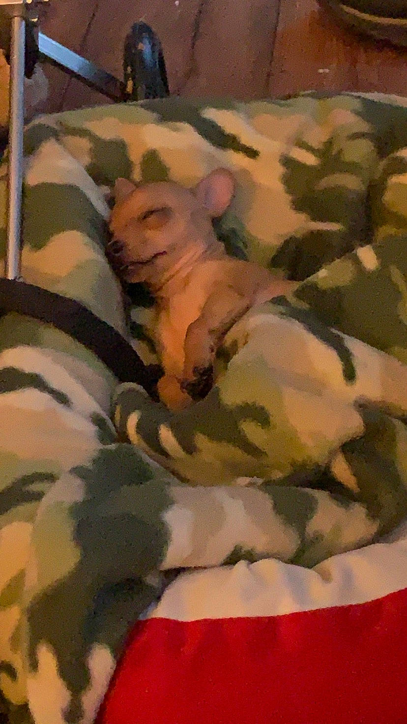 Maggie joined the competition — help win amazing prizes! army, art, camouflage, carnivore, comfort, fawn, felidae, fur, linens, military_camouflage, military_person, military_uniform, painting, pattern, peach, sleeve, small_to_medium_sized_cats, terrestrial_animal, textile, uniform