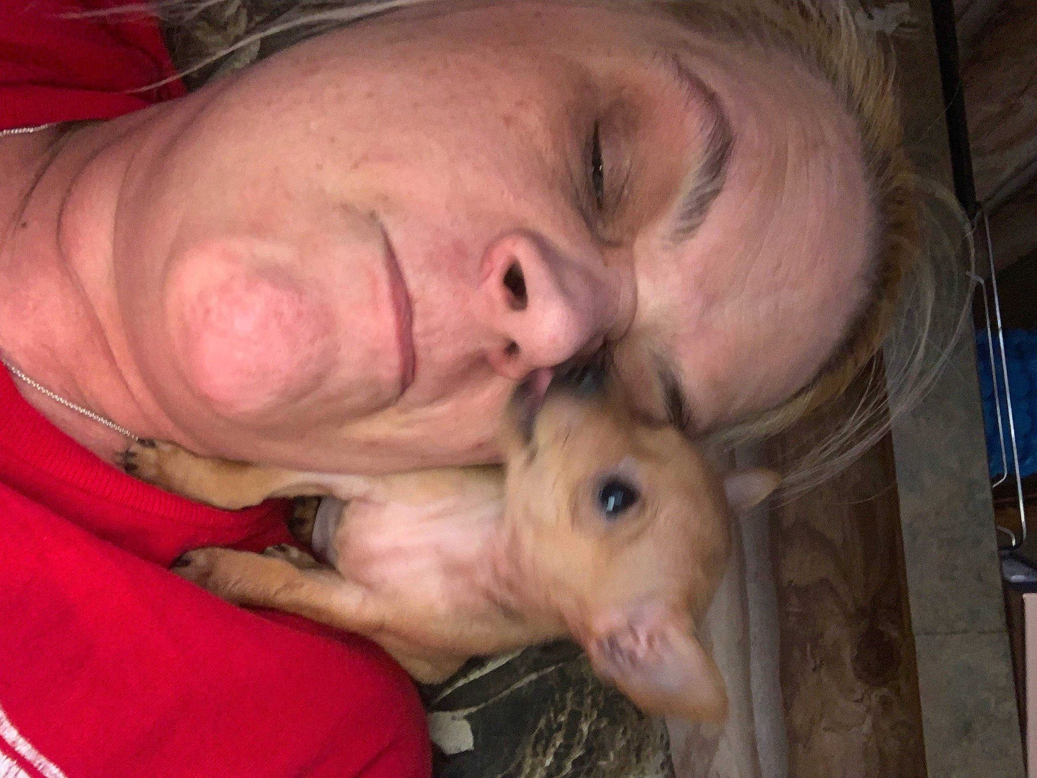 Maggie is registered to the contest to win money with this photo: carnivore, cheek, companion_dog, dog, dog_breed, ear, eyebrow, eyelash, fawn, gesture, happy, iris, jaw, mammal, mouth, nose, organ, skin, snout, wrinkle