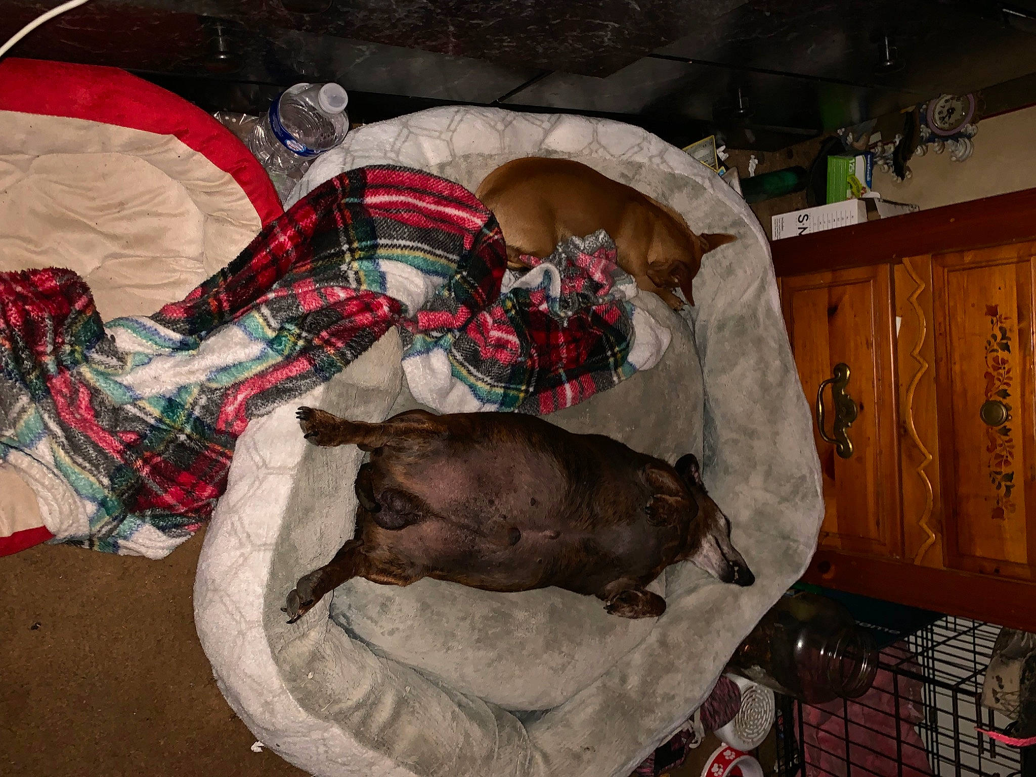 Maggie joined the competition — help win amazing prizes! art, cabinetry, carnivore, chest_of_drawers, comfort, companion_dog, couch, cupboard, dog, dog_breed, drawer, fawn, fur, liver, plaid, room, snout, tail, tartan, working_animal