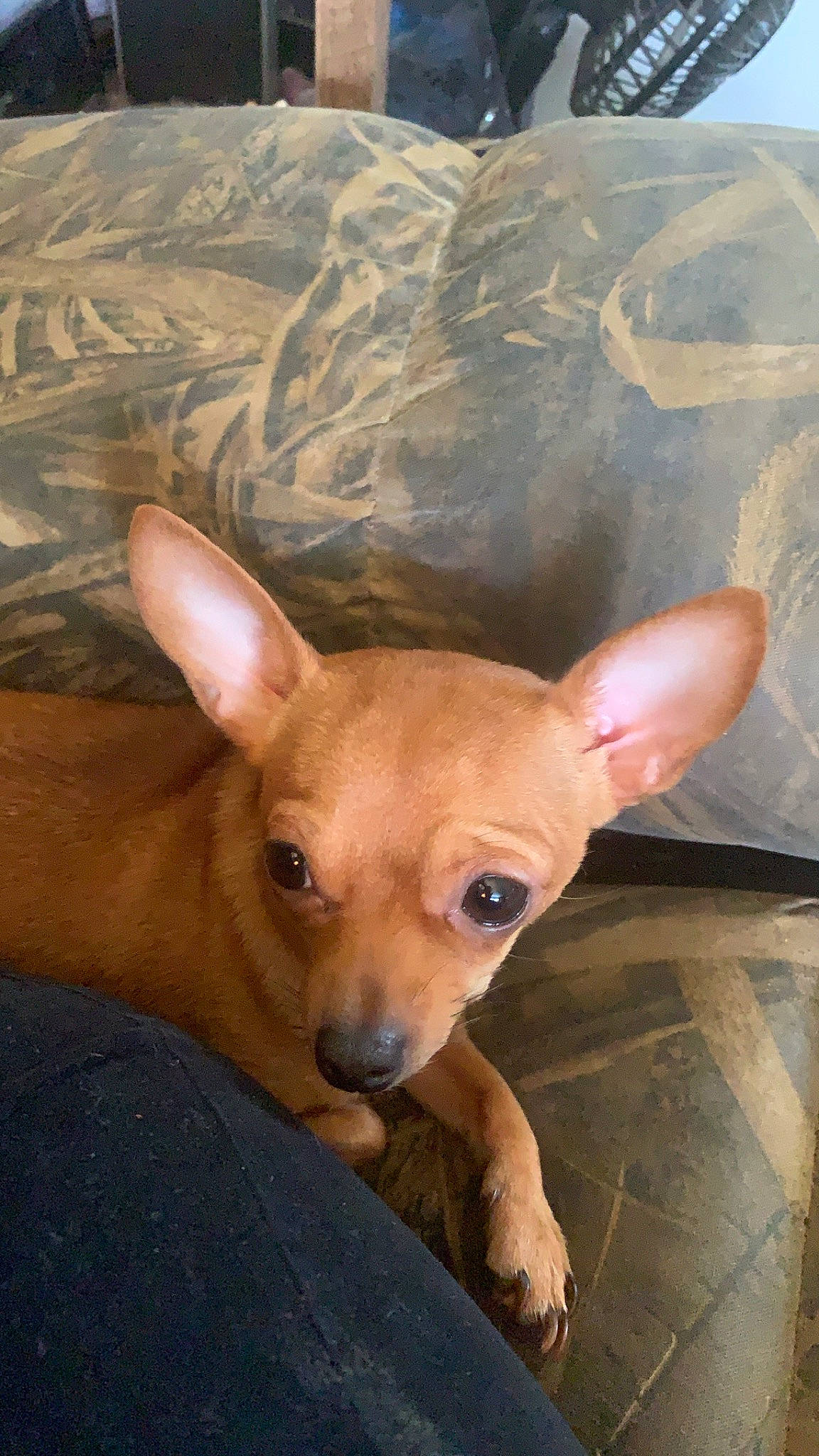 Maggie joined the competition — help win amazing prizes! canidae, carnivore, comfort, companion_dog, dog, dog_breed, ear, fawn, fur, non_sporting_group, puppy, sitting, snout, sporting_group, tail, terrestrial_animal, toy_dog, whiskers, wood, working_animal