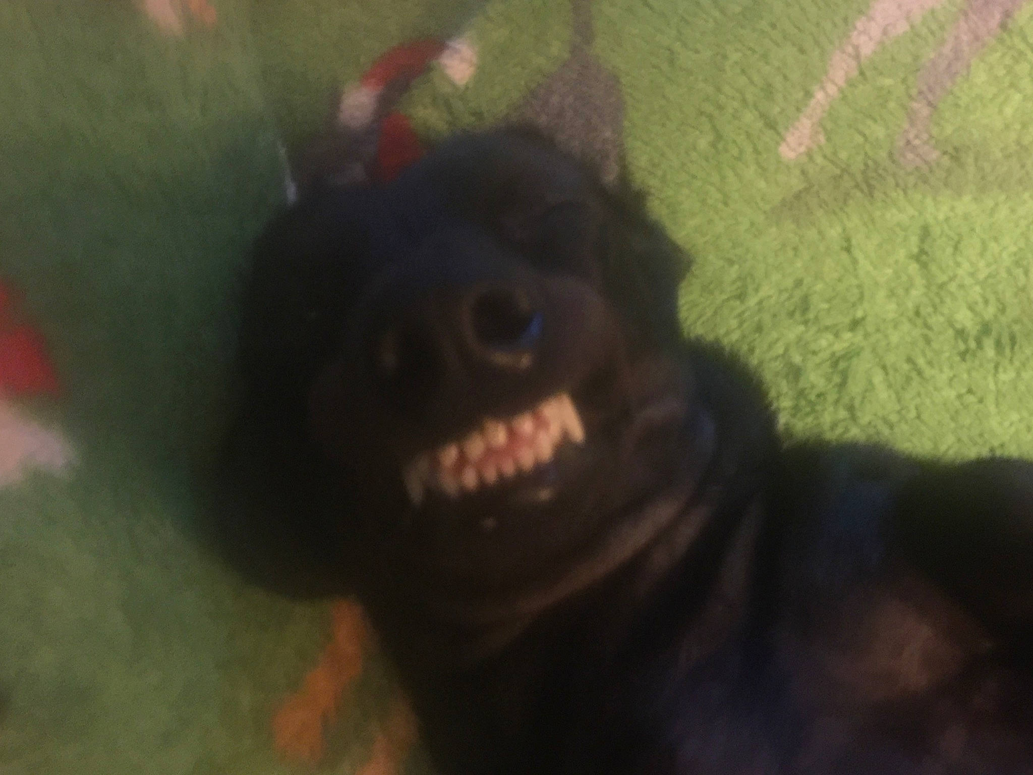 Smoky is registered to the contest to win money with this photo: canidae, carnivore, companion_dog, dog, dog_breed, fang, fawn, fun, fur, guard_dog, jaw, liver, smile, snout, sporting_group, terrestrial_animal, toy_dog, vertebrate, working_animal, working_dog