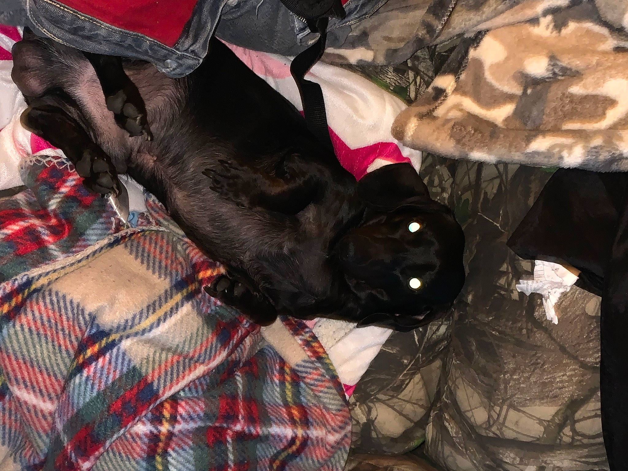 Smoky joined the competition — help win amazing prizes! brown, canidae, carmine, carnivore, comfort, companion_dog, dog, dog_breed, dog_supply, fawn, felidae, fur, linens, liver, natural_material, pattern, plaid, sporting_group, tartan, textile