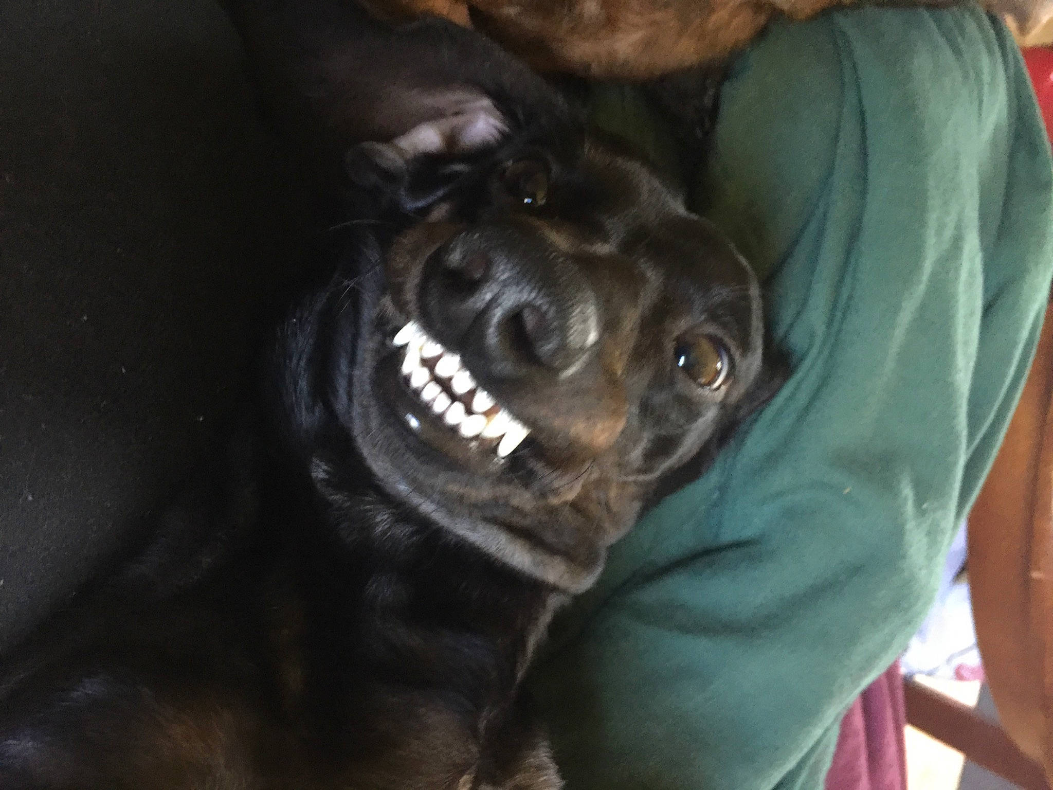 Smoky is registered to the contest to win money with this photo: canidae, carnivore, companion_dog, darkness, dog, dog_breed, fang, fur, guard_dog, hunting_dog, jaw, non_sporting_group, personal_protective_equipment, sleeve, snout, sporting_group, terrestrial_animal, whiskers, working_animal, working_dog