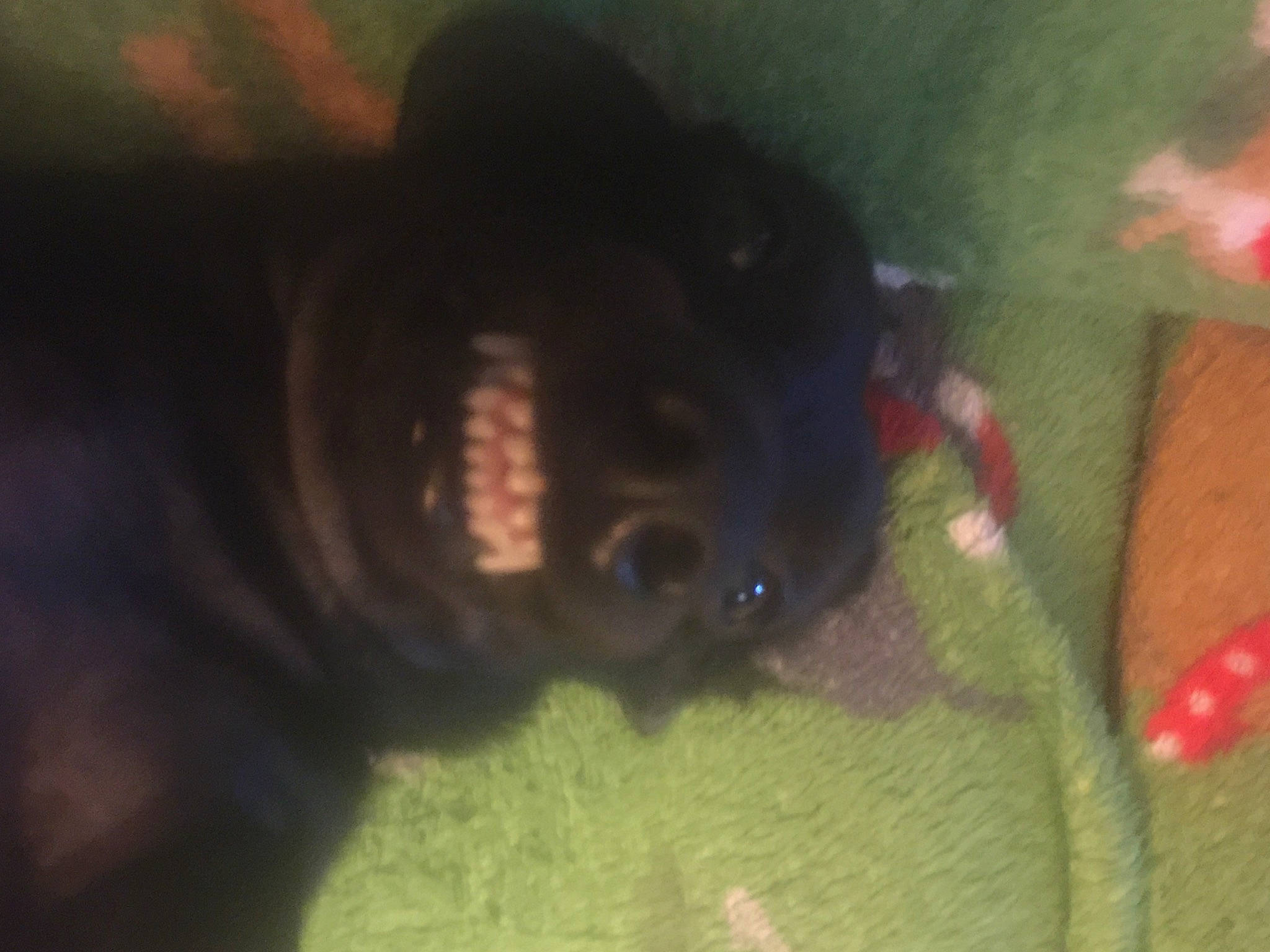 Smoky is registered to the contest to win money with this photo: canidae, carnivore, companion_dog, dog, dog_breed, fawn, foot, fur, grass, human_leg, liver, paw, personal_protective_equipment, selfie, snout, sporting_group, tail, terrestrial_animal, whiskers, working_animal