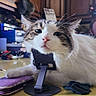 Oscar is registered to the contest to win money with this photo: animal, cat, chin_on_stand, close_up, cute, domestic_animal, face, fur, furniture, household, indoor, kitchen, pet, resting, tabby_cat, table, whiskers, white_cat, wooden_cabinets, yellow_table