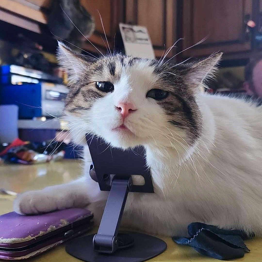 Oscar is registered to the contest to win money with this photo: animal, cat, chin_on_stand, close_up, cute, domestic_animal, face, fur, furniture, household, indoor, kitchen, pet, resting, tabby_cat, table, whiskers, white_cat, wooden_cabinets, yellow_table