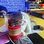 Oscar joined the competition — help win amazing prizes! cat, chair, clutter, container, cylindrical, domestic, electronics, feline, handwritten_text, household_items, indoor, kitchen, papers, pet, relaxed, remote_control, resting, screen, table, warning_message
