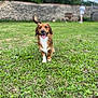 dog, grass, outdoor, happy, pet, nature, canine, animal, smiling, playful, walking, greenery, sunny, yard, fence, blurred_background, person, tree, tongue_out, tail_up