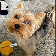 R'Nest a rejoint le concours — aidez-le/la à gagner de superbes lots ! dog, small_dog, yorkshire_terrier, heterochromia, blue_eye, brown_eye, plush_toy, disney_tag, carpet, indoor, pet, fur, cute, looking_up, close_up, animal, dog_toy, fluffy, soft_lighting, playful