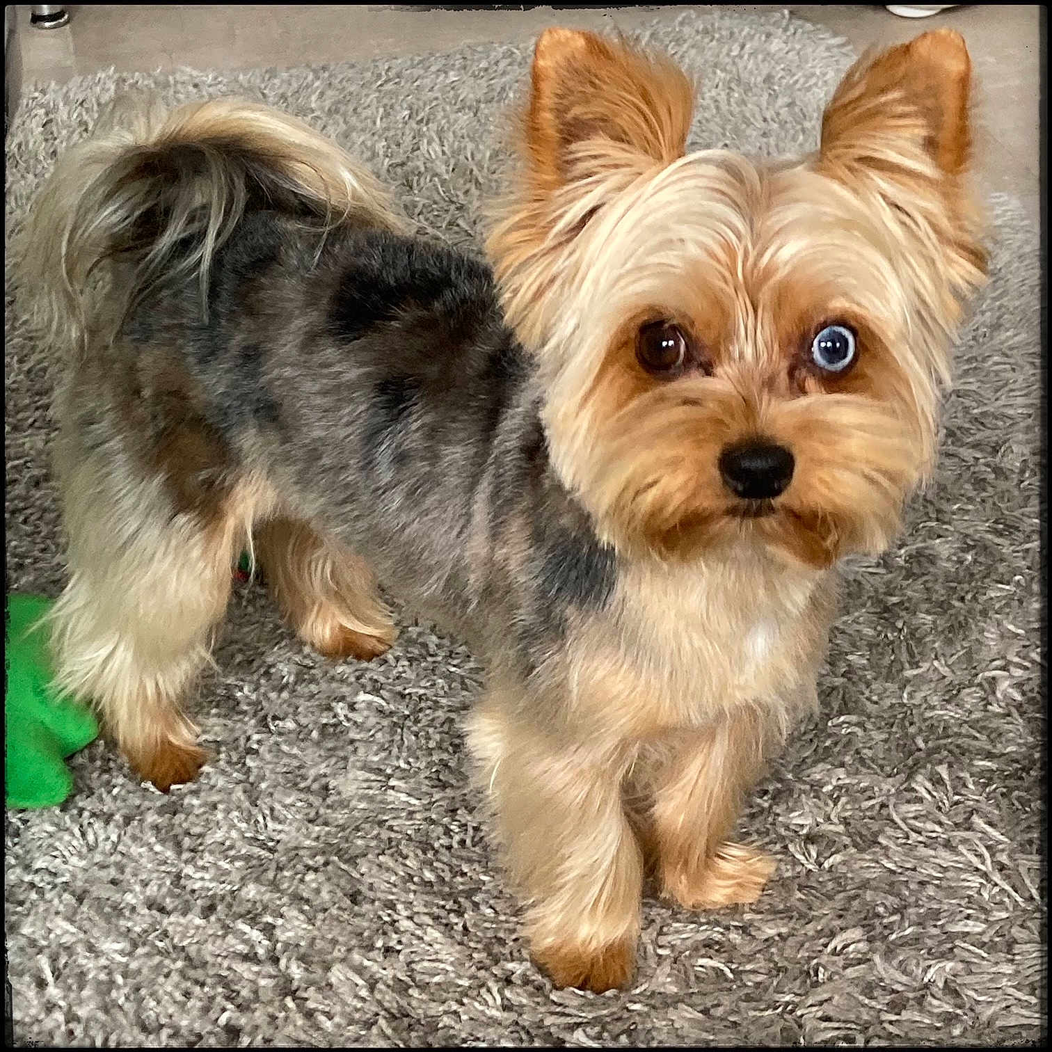 R'Nest participe au concours pour gagner de l'argent avec cette photo : dog, small_dog, yorkshire_terrier, heterochromia, blue_eye, brown_eye, pet, fur, ears, carpet, indoor, animal, cute, alert, standing, curious, groomed, companion, domestic_animal, closeup